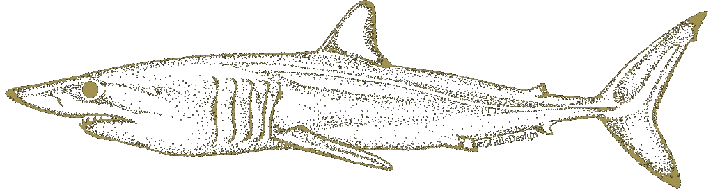 アオザメの金色点描イラスト