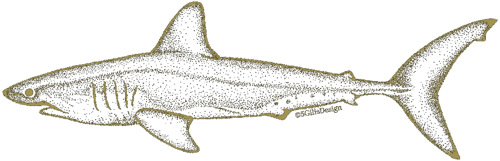 ネズミザメの金色点描イラスト