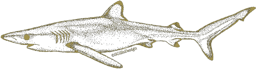 ヨシキリザメの金色点描イラスト