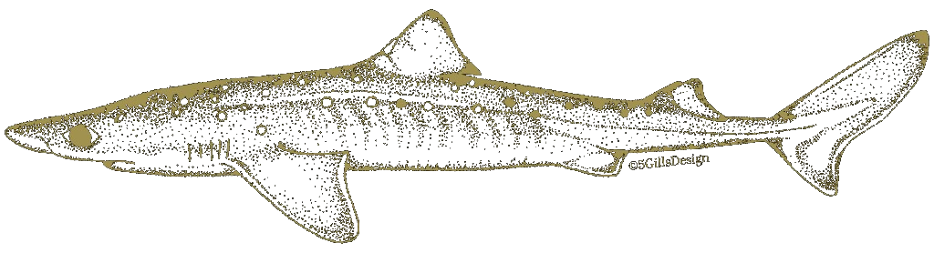 ツノザメの金色点描イラスト